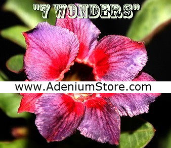Adenium Obesum \'Seven Wonders\' 5 Seeds
